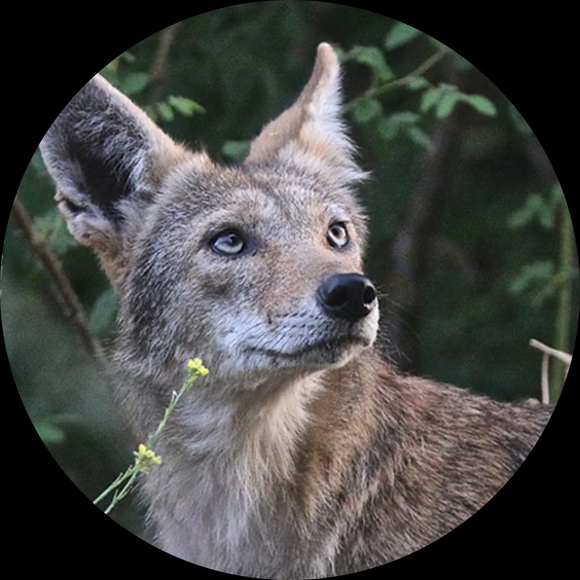 coyotewitch
